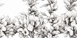 monkshood aconitum flowers in black and white colors. Coloring relaxing book background. Paint Drawing sketch