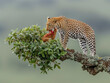 Leopard (Panthera pardus) in a natural environment on a tree eating a gazelle, Africa, AI generated