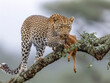 Leopard (Panthera pardus) in a natural environment on a tree eating a gazelle, Africa, AI generated