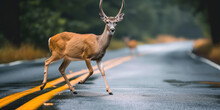 Wild Deer With Horns Crossing Suburban Road. Deer Running Across Roadway In Backcountry, Animal Danger On Road, Scene Blending Wildlife And Urban Environment.