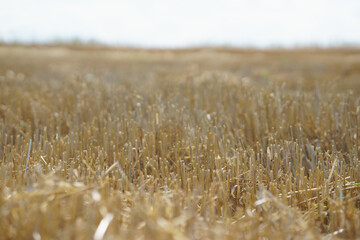 Combine harvesting wheat on the field