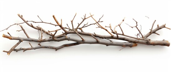 Wall Mural - Composition of Natural, Old Twigs Isolated on White Background