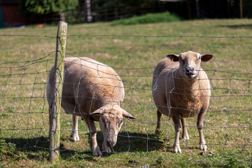 Wall Mural - A couple sheep  in Bidford-on-Avon, Warwickshire, England