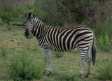 Fototapeta Sawanna - zebra in the grass