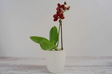 Black  Mini Phalaenopsis Orchid In A Pot