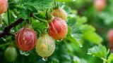 Harvest of gooseberry on a branch in the garden, agribusiness business concept, organic healthy food and non-GMO fruits with copyspace