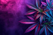 beautiful fan leaves and cannabis bud in purple glow of light.