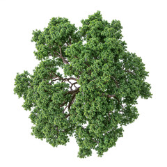 Wall Mural - high quality top view tree removed original background PNG transparent