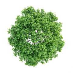 Wall Mural - high quality top view tree removed original background PNG transparent