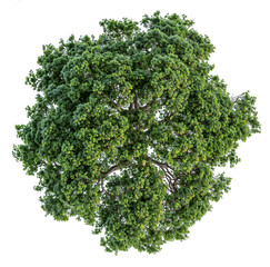 Wall Mural - high quality top view tree removed original background PNG transparent