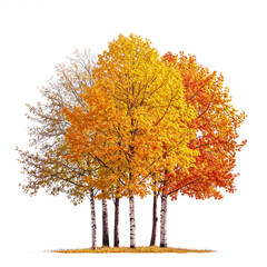 Wall Mural - autumn tree row and group PNG transparent background