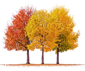 Wall Mural - autumn tree png file transparent background