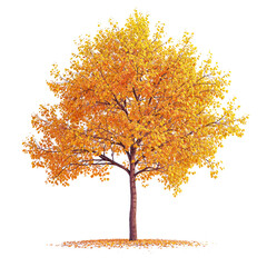 Wall Mural - autumn tree png file transparent background