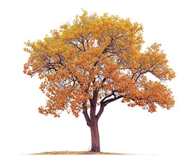 Wall Mural - autumn tree png file transparent background