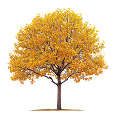 Wall Mural - autumn tree PNG file transparent background