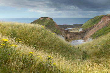 Wall Mural - English coastline with eroded cliffs, grasses, and flowers. Flamborough, UK.