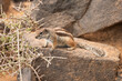 Atlashörnchen auf Fuerteventura als Touristenmagnet des Wildlife