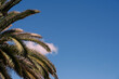 Palme vor blauem himmel urlaub auf den kanaren in spanien mit blank space für text oder als design hintergrund