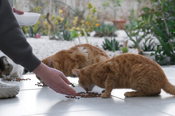 Colony of cats feeding. Wild cats living outdoors. A group of stray cats eating the dry cat food that their caregivers give them.