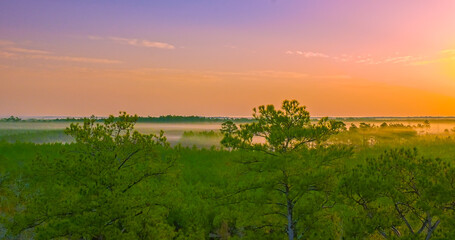 Poster - Aerial view of Fog in the treetops on a misty morning sunrise in the Southeastern USA.