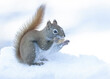 American Red Squirrel with a peanut in the snow