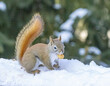 American Red Squirrel eating a peanut in the snow
