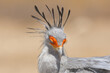 © PIOTR - Portrait of secretarybird or secretary bird - Sagittarius serpentarius with yellow sand  in background. Photo from Kgalagadi Transfrontier Park in South Africa.