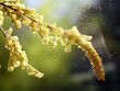 Macro Photography of Hazel Tree Pollen Spreading in the Air, Allergy Season Concept