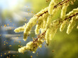 Macro Photography of Hazel Tree Pollen Spreading in the Air, Allergy Season Concept