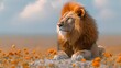 4K African lions are typically found in savannas, plains, grasslands, dense bush and open woodlands where prey is abundant.