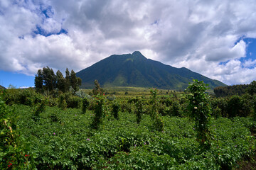 Wall Mural - Views while on a guided trek in Volcanoes National Park, Rwanda