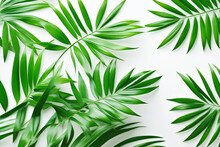 Background With Exotic Tropical Green Leaves Of Palm Tree, Chamedorea. Bright Leaves On A White Background.