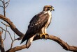 tailed hawk perched on a branch