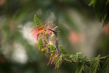 Wall Mural - Bronzy sunbird is looking for blooms. Sunbird near the flower in the garden. Small bird with long beak and shiny green color.