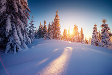 Poster - Stunning nature scenery of wintertime on a frosty day.