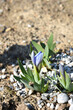 Iris Bonnie Babe flower