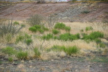 Grass In The Desert Arizona Natural Field