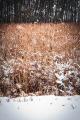 Wall Mural - Cattails in a Blizzard