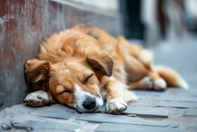Dog Sleeping On A City Street