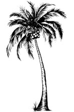 A Palm Tree With Coconuts