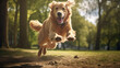 golden retriever dog in park playing and jumping happily in the air