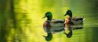 Image: Gorgeous Green-Headed Ducks Floating Gracefully on the Serene Green Lake