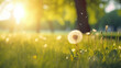 banner with dandelion  flowers on a summer meadow with warm light