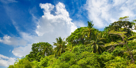 Wall Mural - Palm trees and other tropical trees against a blue cloudy sky. Wide photo.