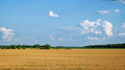 Ripe wheat field, distant greenery, under a partly cloudy sky.