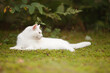 All white cat with blue eyes  laying outside on the grass in the summer season under the leaves resting in the shadow