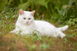 All white cat with blue eyes  laying outside on the grass in the summer season under the leaves resting in the shadow