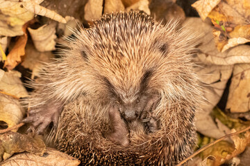 Poster - hedgehog in leaves 