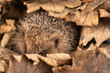 Canvas Print - hedgehog in leaves 