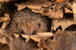 hedgehog in leaves 